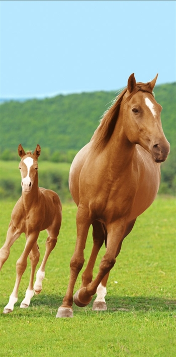 Horse towel - 70x140 cm - Bath towel featuring a mare and foal - 100% cotton