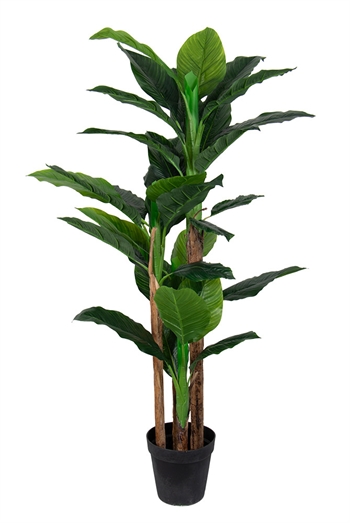 Artificial banana palm - 2 metres tall - Large and stunning with 3 trunks